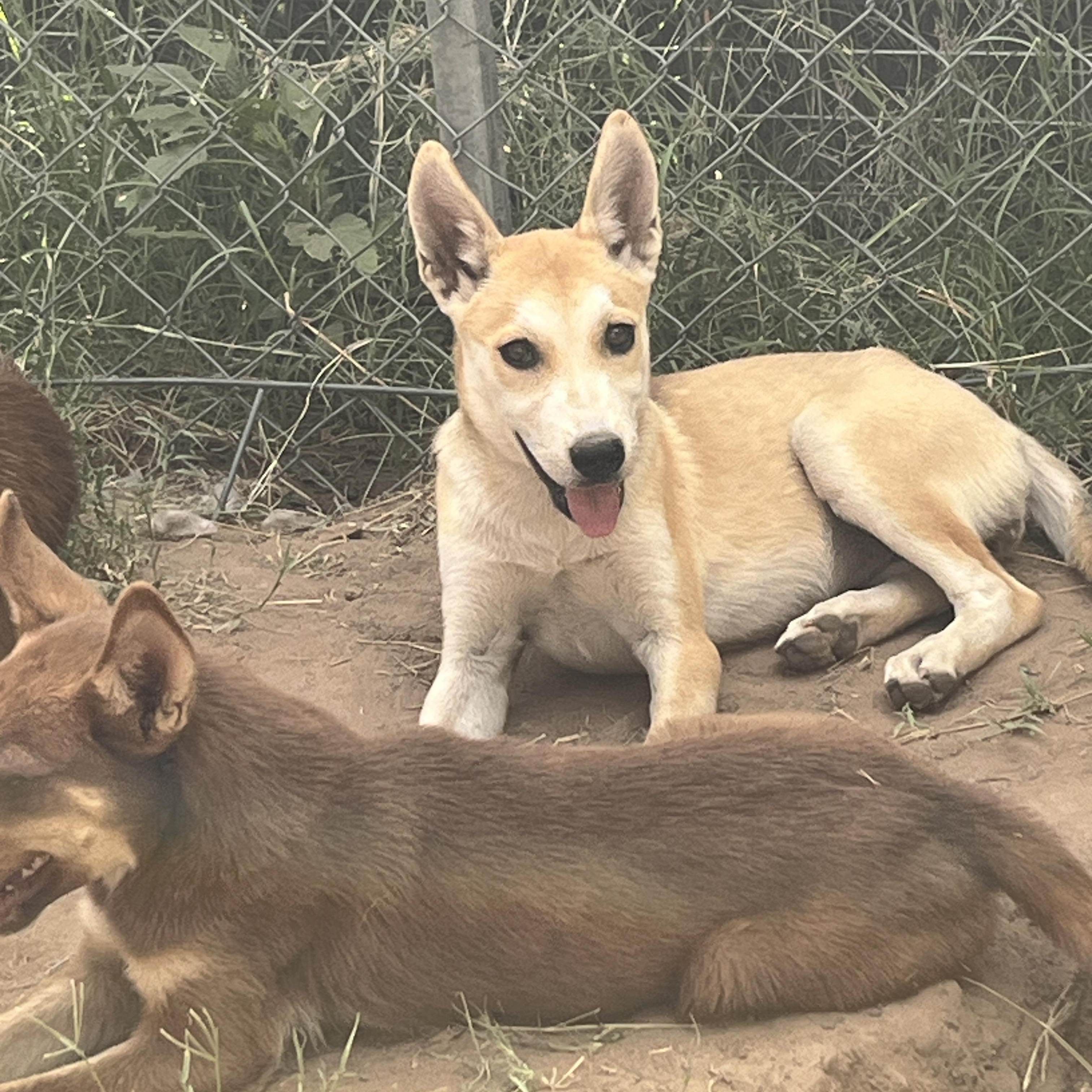 Friday, a Adopted mixed breed in Moscow, PA image 4/4