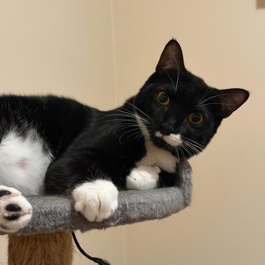 Anna, Adoptable, Young Female Domestic Short Hair.