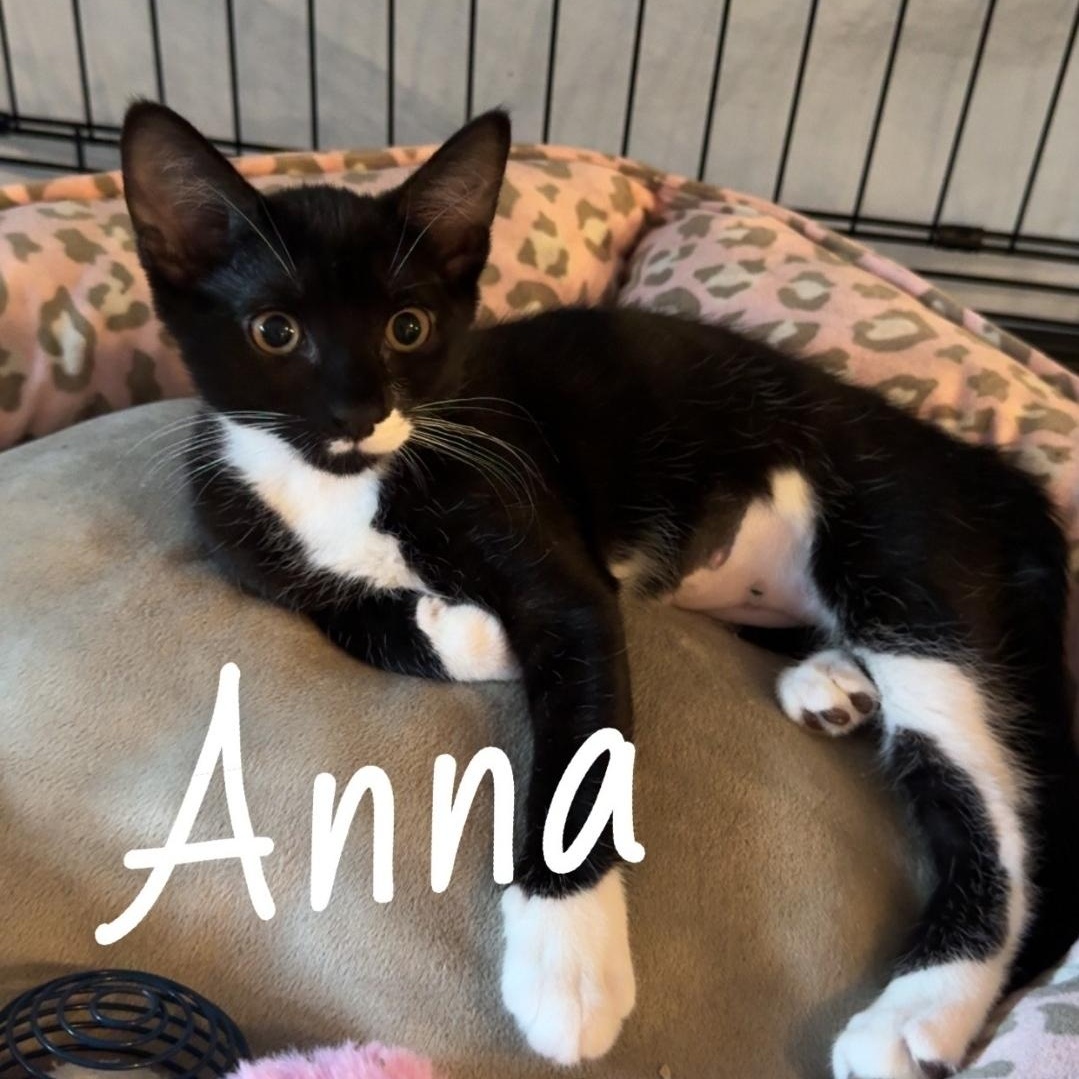 Enlarge Anna, a Adoptable Domestic Short Hair in Staten Island, NY image 1/2