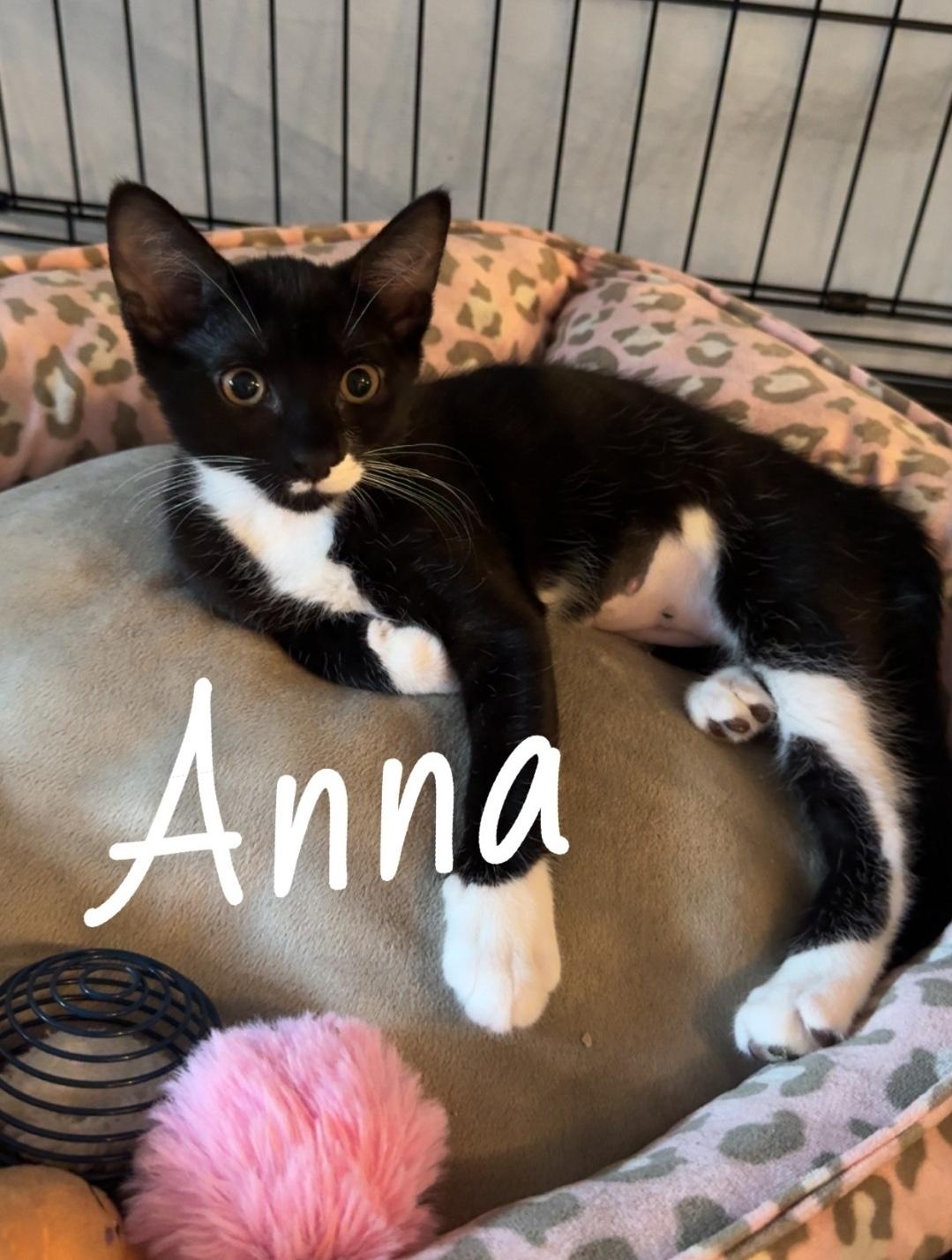 Enlarge Anna, a Adoptable Domestic Short Hair in Staten Island, NY image 1/2