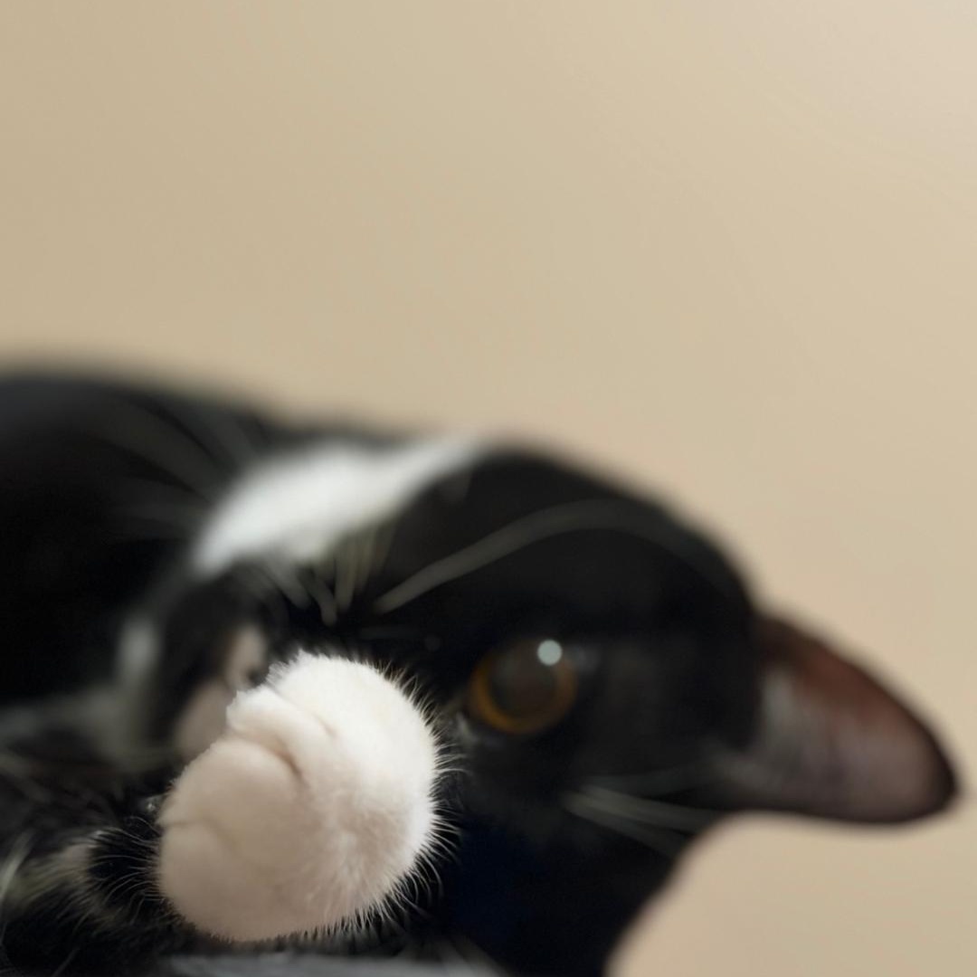 Enlarge Anna, a Adoptable Domestic Short Hair in Staten Island, NY image 5/6