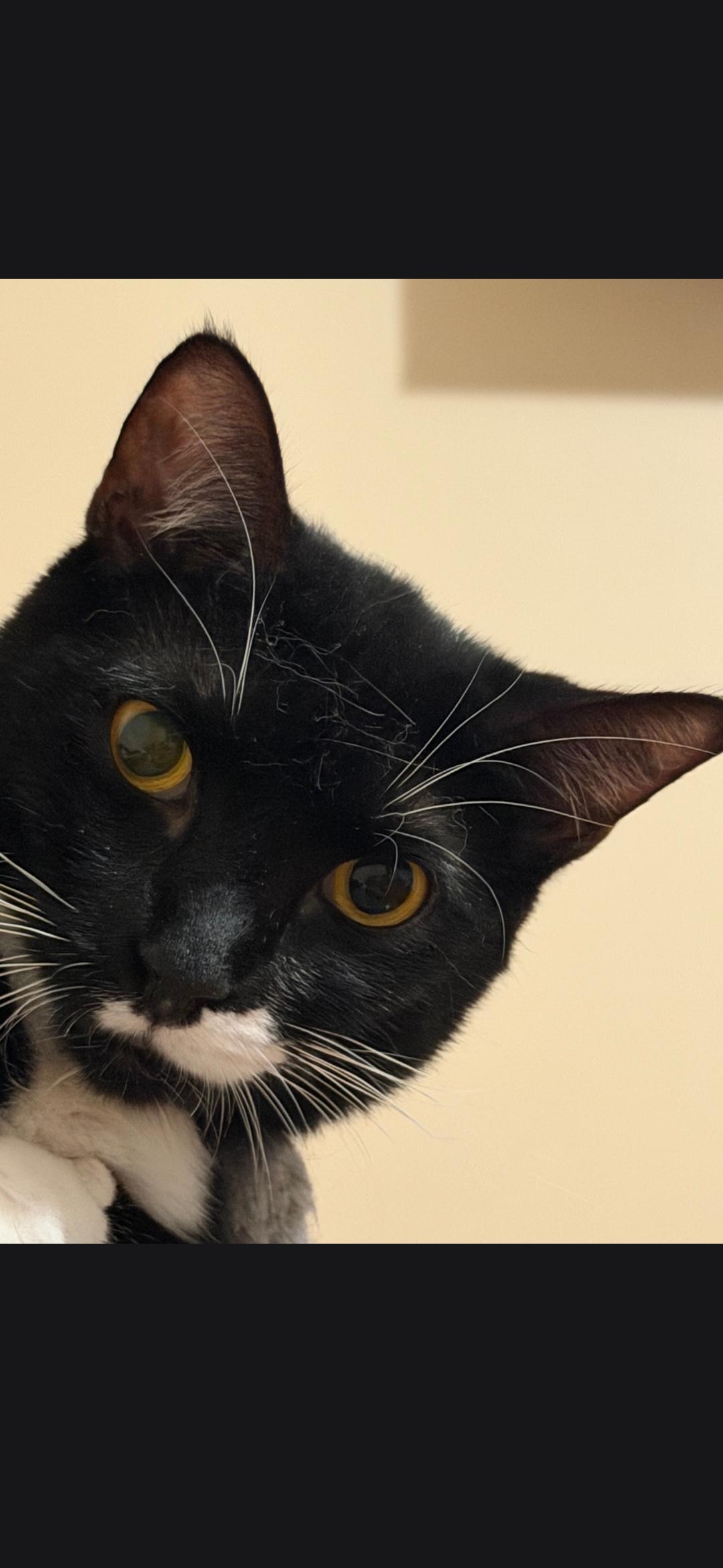 Enlarge Anna, a Adoptable Domestic Short Hair in Staten Island, NY image 4/6