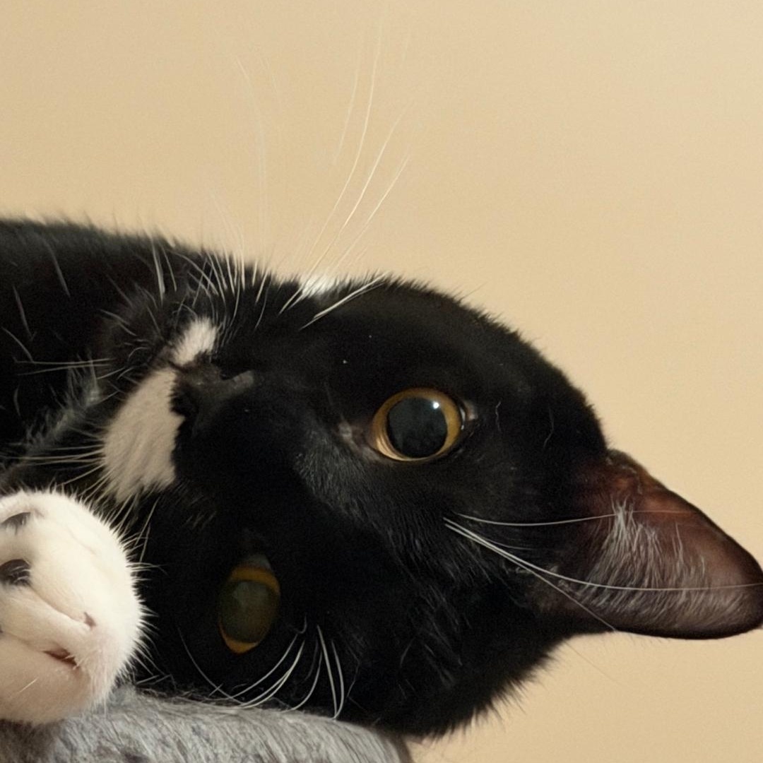 Enlarge Anna, a Adoptable Domestic Short Hair in Staten Island, NY image 3/6