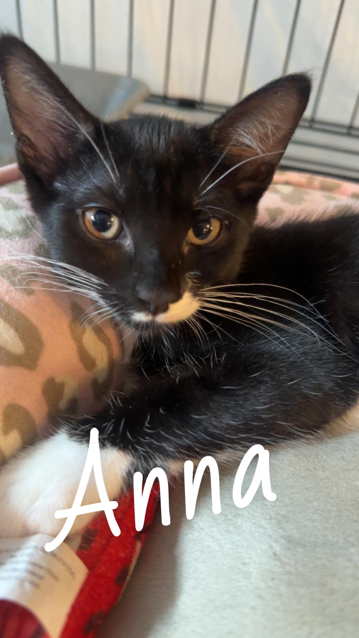 Enlarge Anna, a Adoptable Domestic Short Hair in Staten Island, NY image 2/2