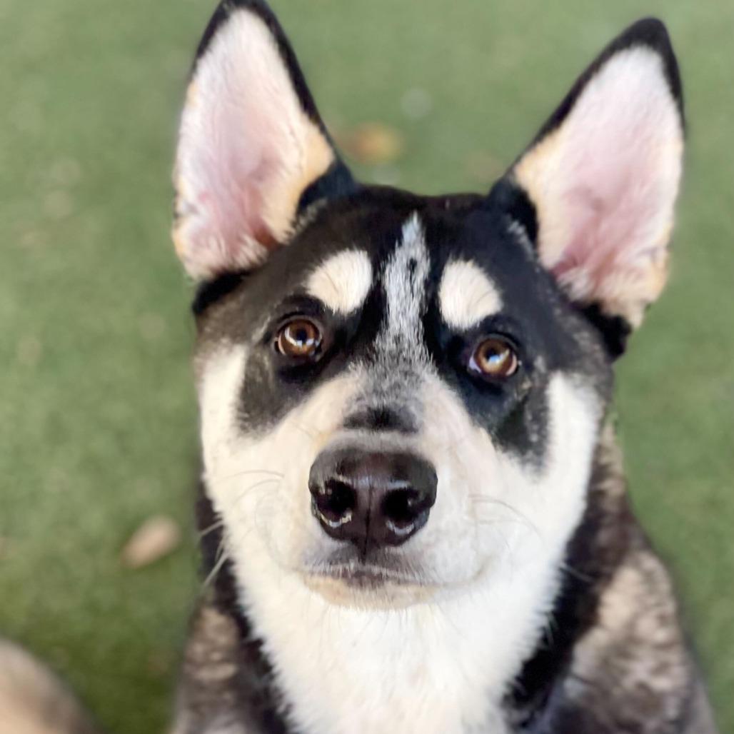 Enlarge Maximus, a Adoptable mixed breed in Riverside, CA image 1/2