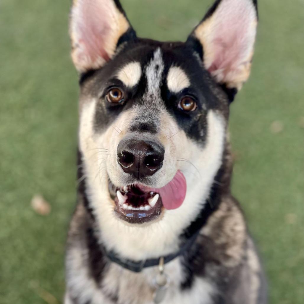 Enlarge Maximus, a Adoptable mixed breed in Riverside, CA image 2/2