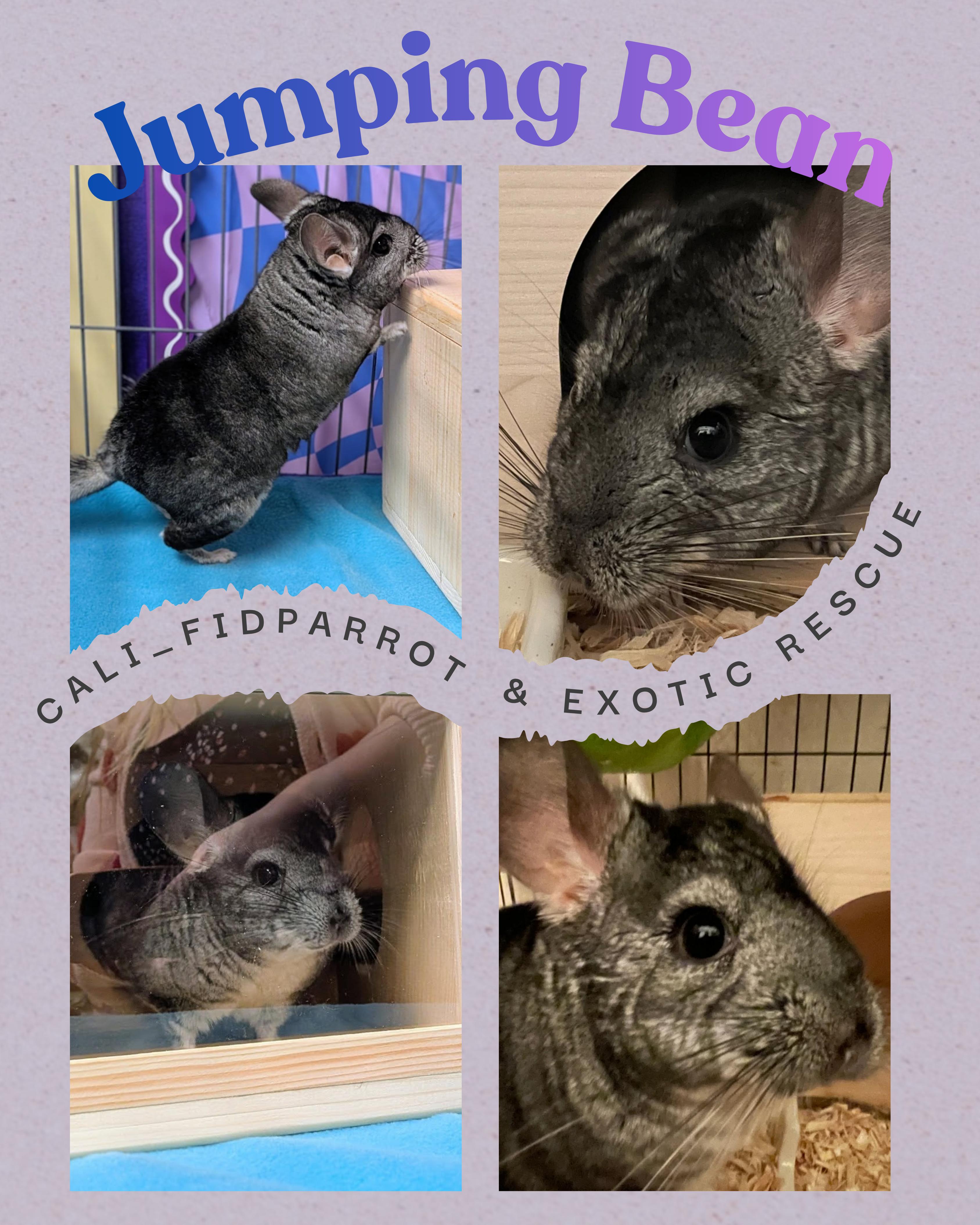 Jumping Bean ( JB ), Adoptable, Young Male Chinchilla.
