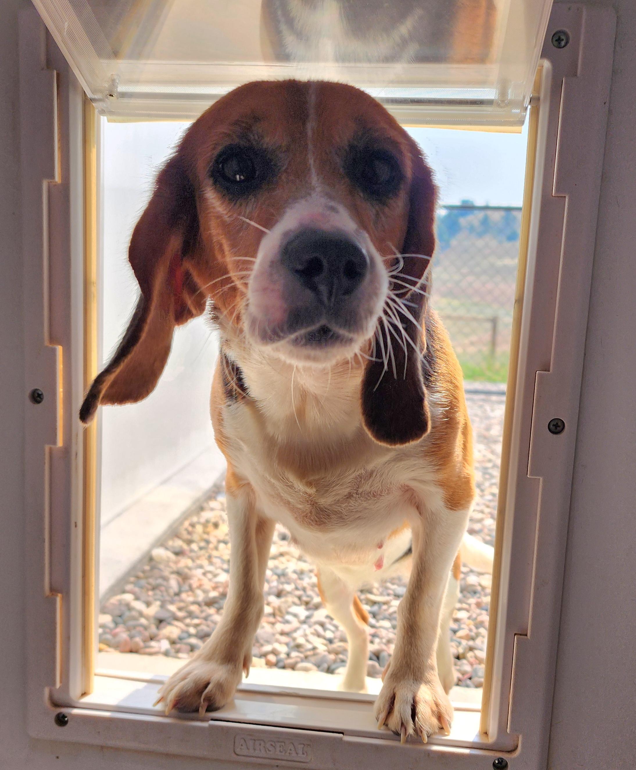 Joelle, an adoptable Beagle in Hartville, WY, 82215 | Photo Image 1