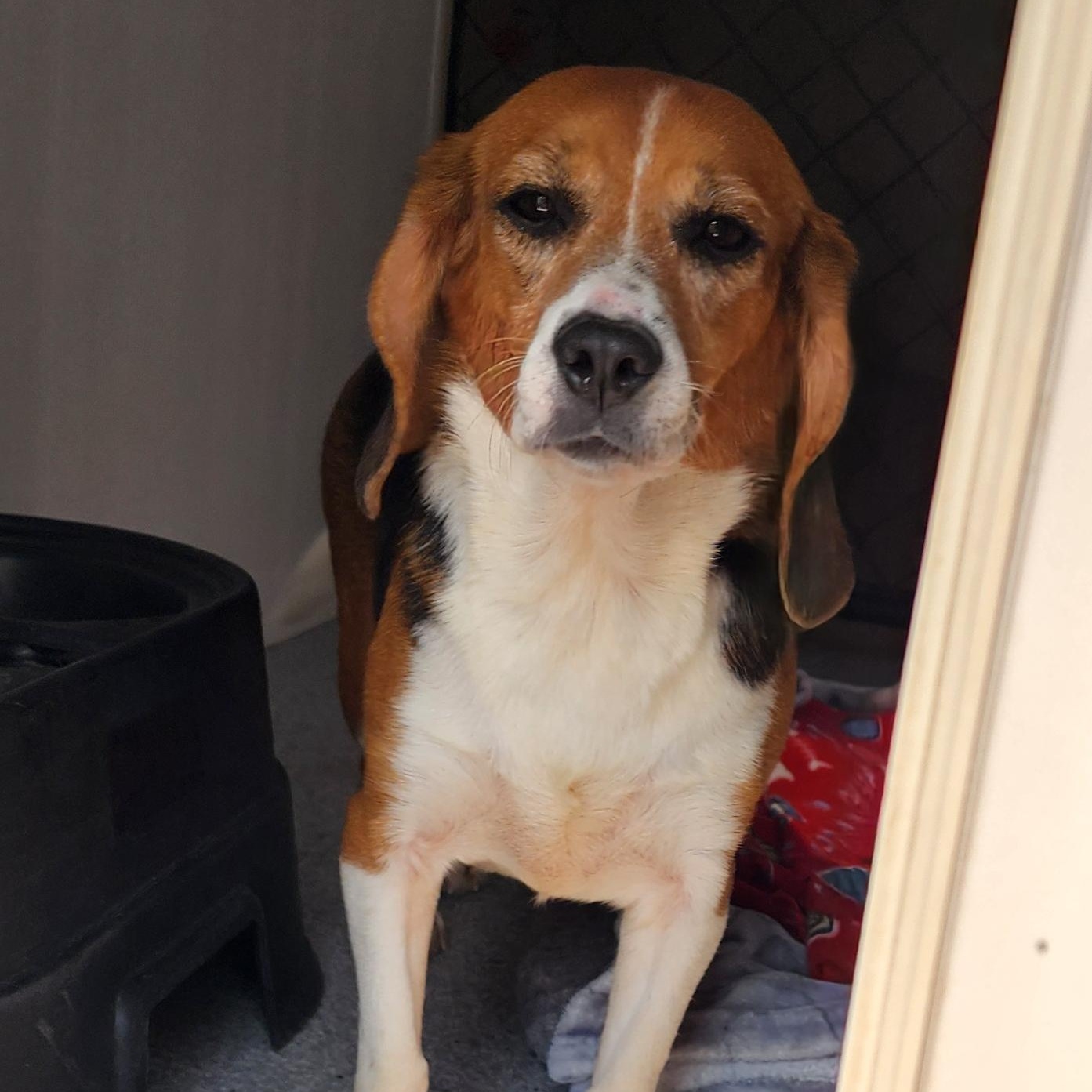Joelle, an adoptable Beagle in Hartville, WY, 82215 | Photo Image 2
