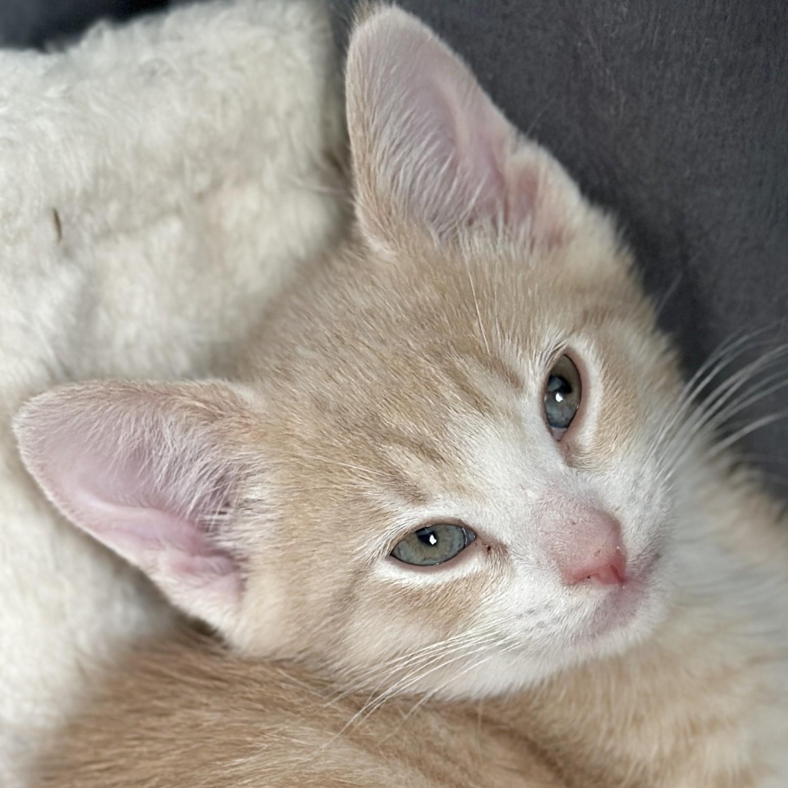 Enlarge Raymond, an adopted Domestic Short Hair in Victor, NY image 2/3