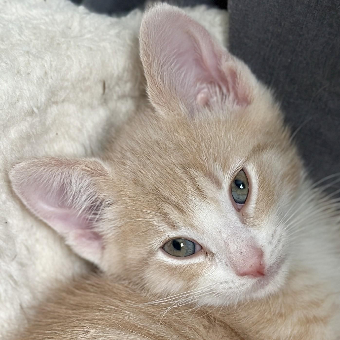 Raymond, adopted, Kitten Male Domestic Short Hair.