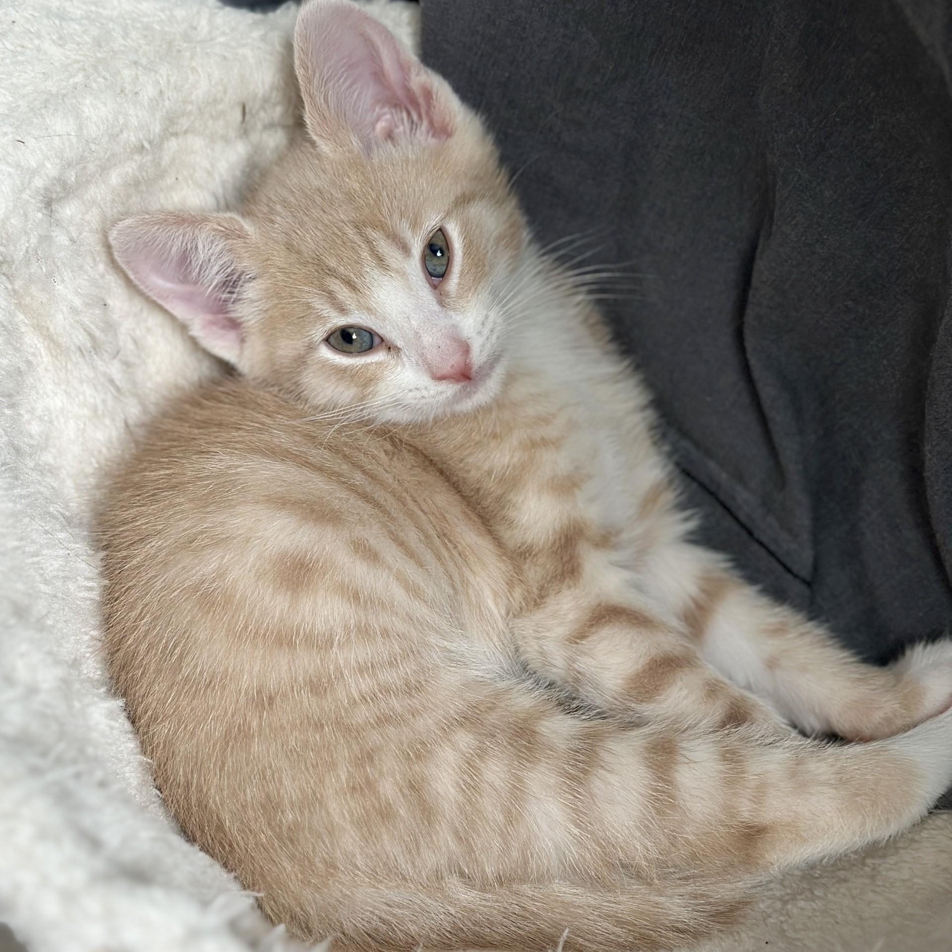 Enlarge Raymond, an adopted Domestic Short Hair in Victor, NY image 3/3