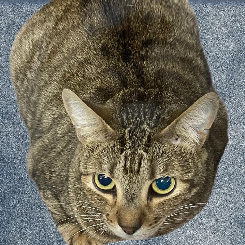 Little Bit, Adoptable, Adult Female Domestic Short Hair.