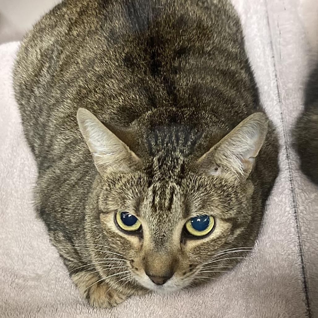 Little Bit, a Adoptable Domestic Short Hair in Donalsonville, GA image 2/2