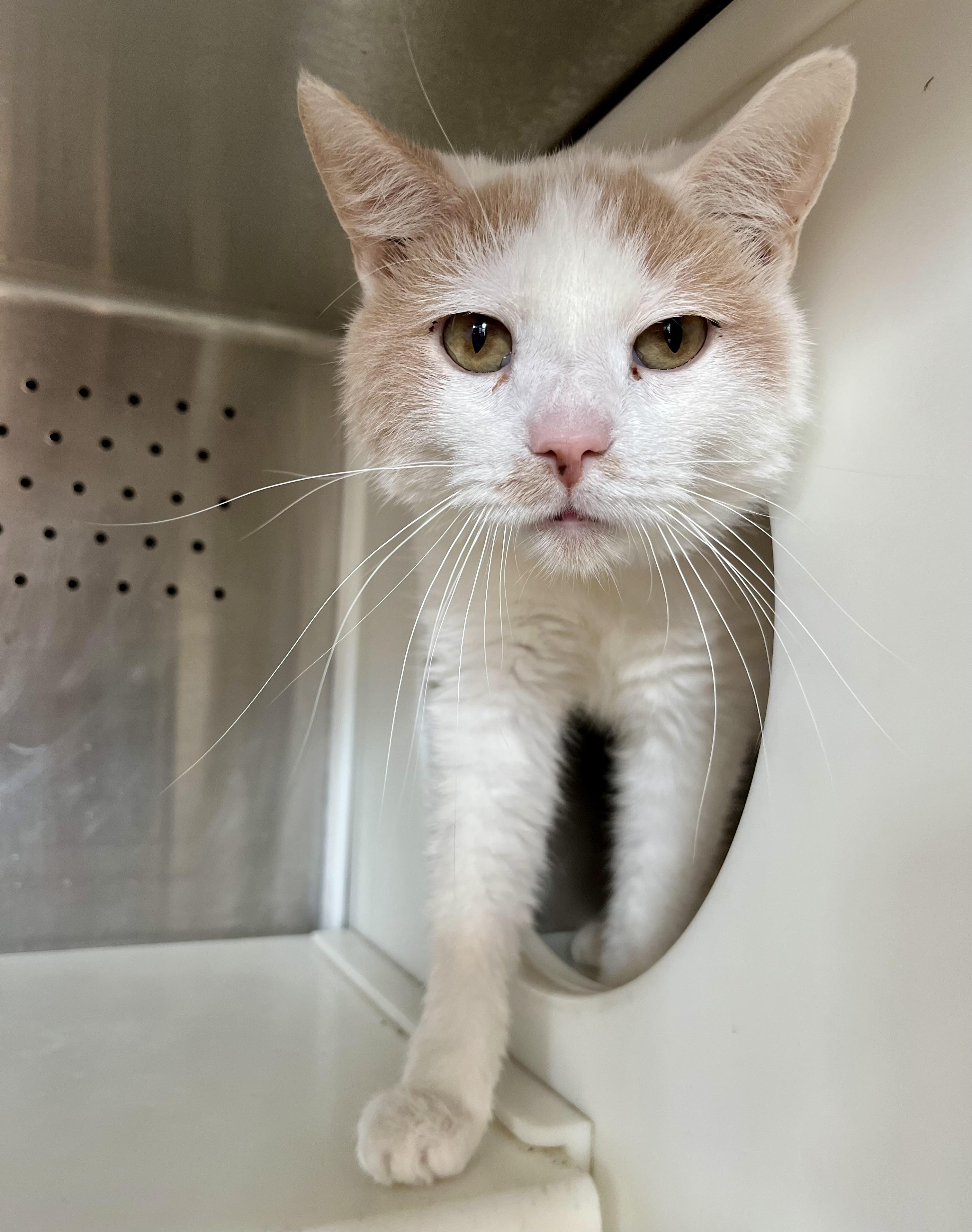 Casper, adoptable, Adult Male Domestic Short Hair.