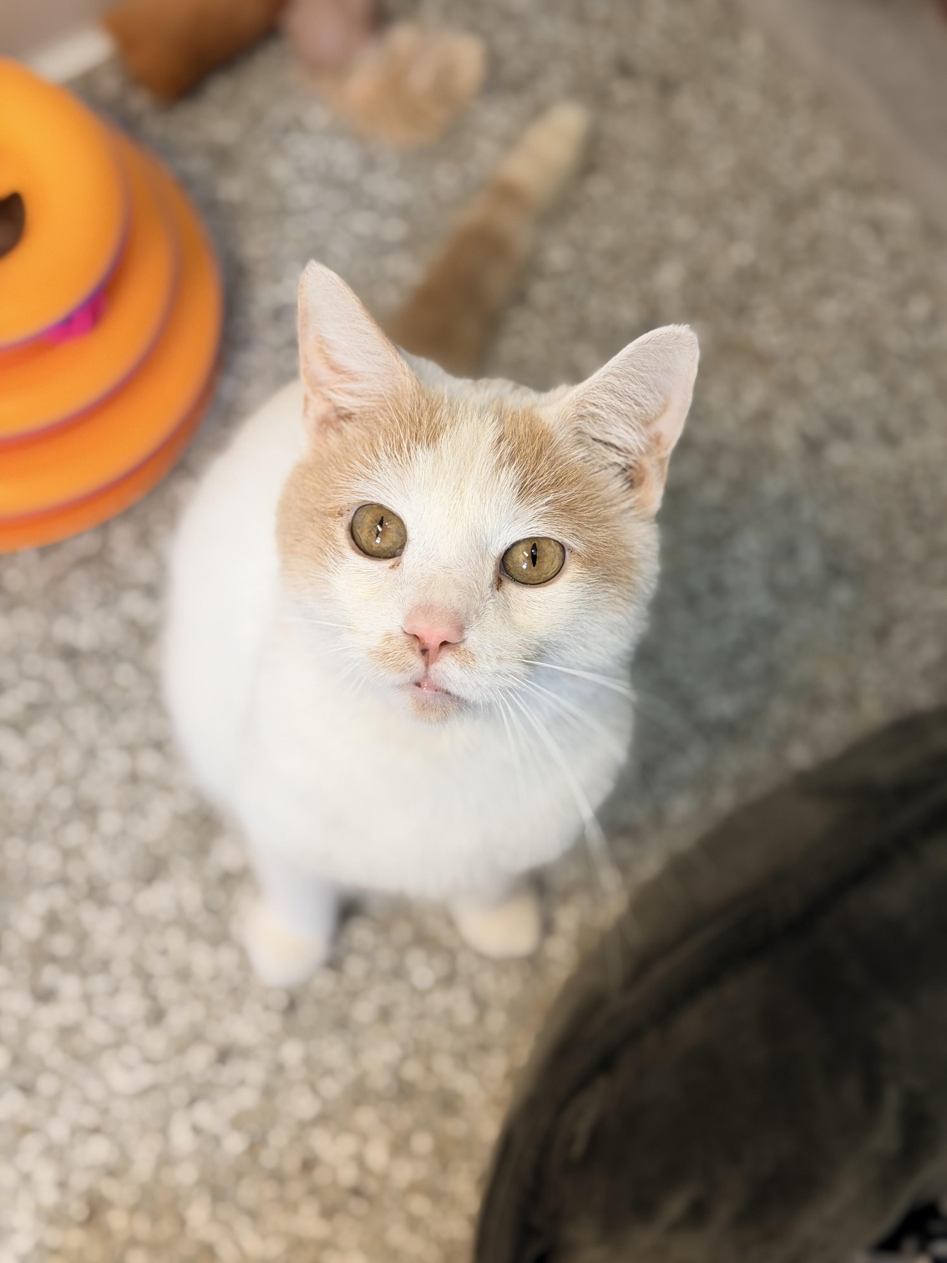 Casper, adoptable, Adult Male Domestic Short Hair.