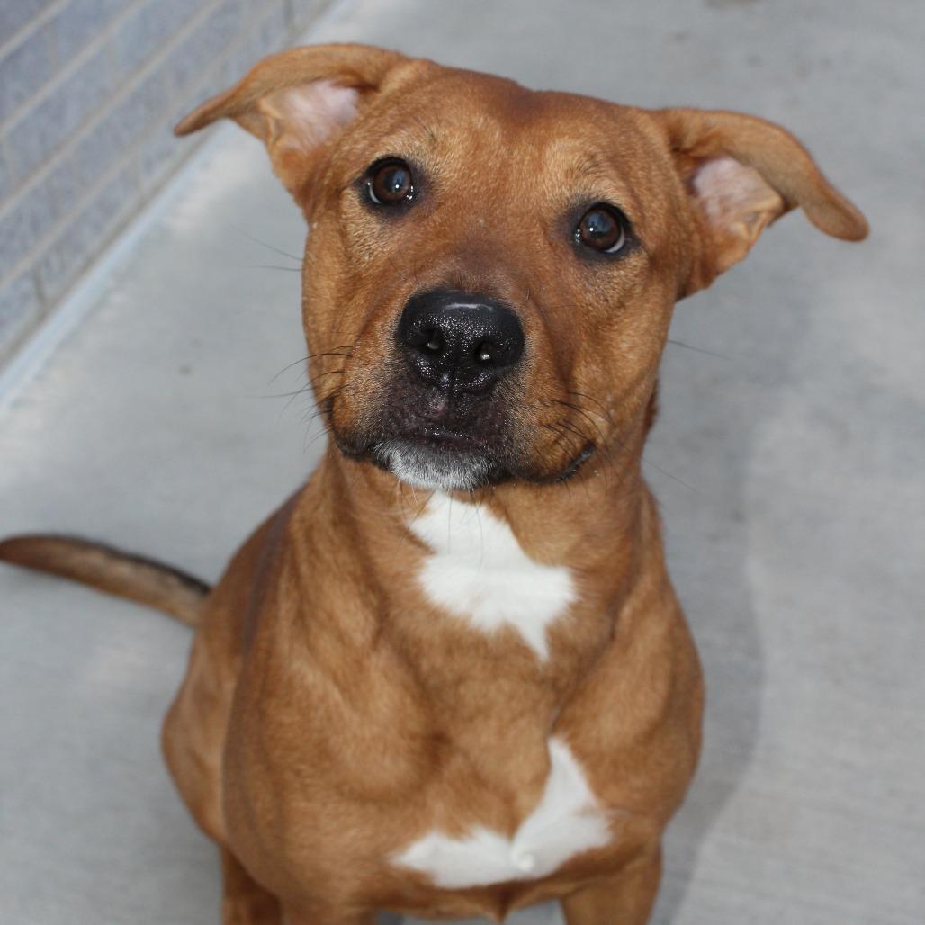 Enlarge Ruby Rose, a Adoptable mixed breed in McPherson, KS image 2/5