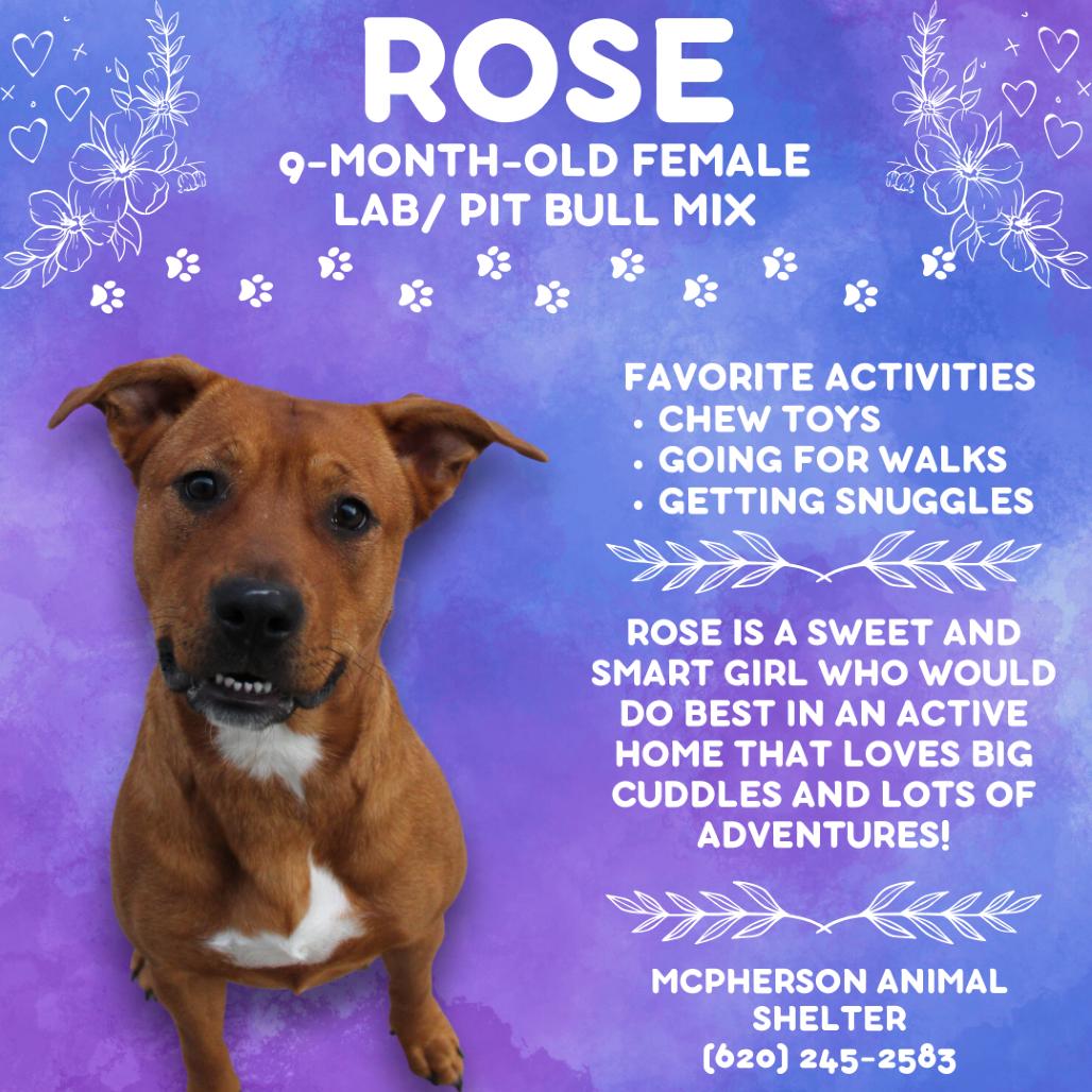 Ruby Rose, Adoptable, Young Female Pit Bull Terrier & Mixed Breed.