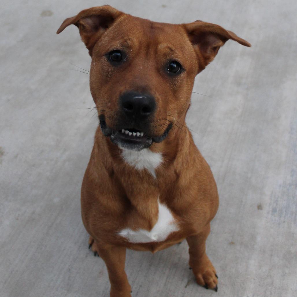 Enlarge Ruby Rose, a Adoptable mixed breed in McPherson, KS image 4/5