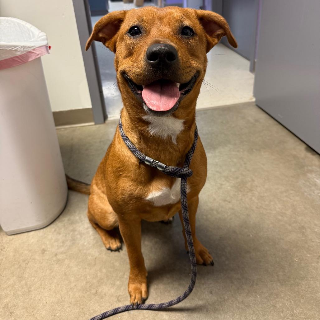 Enlarge Ruby Rose, a Adoptable mixed breed in McPherson, KS image 5/5