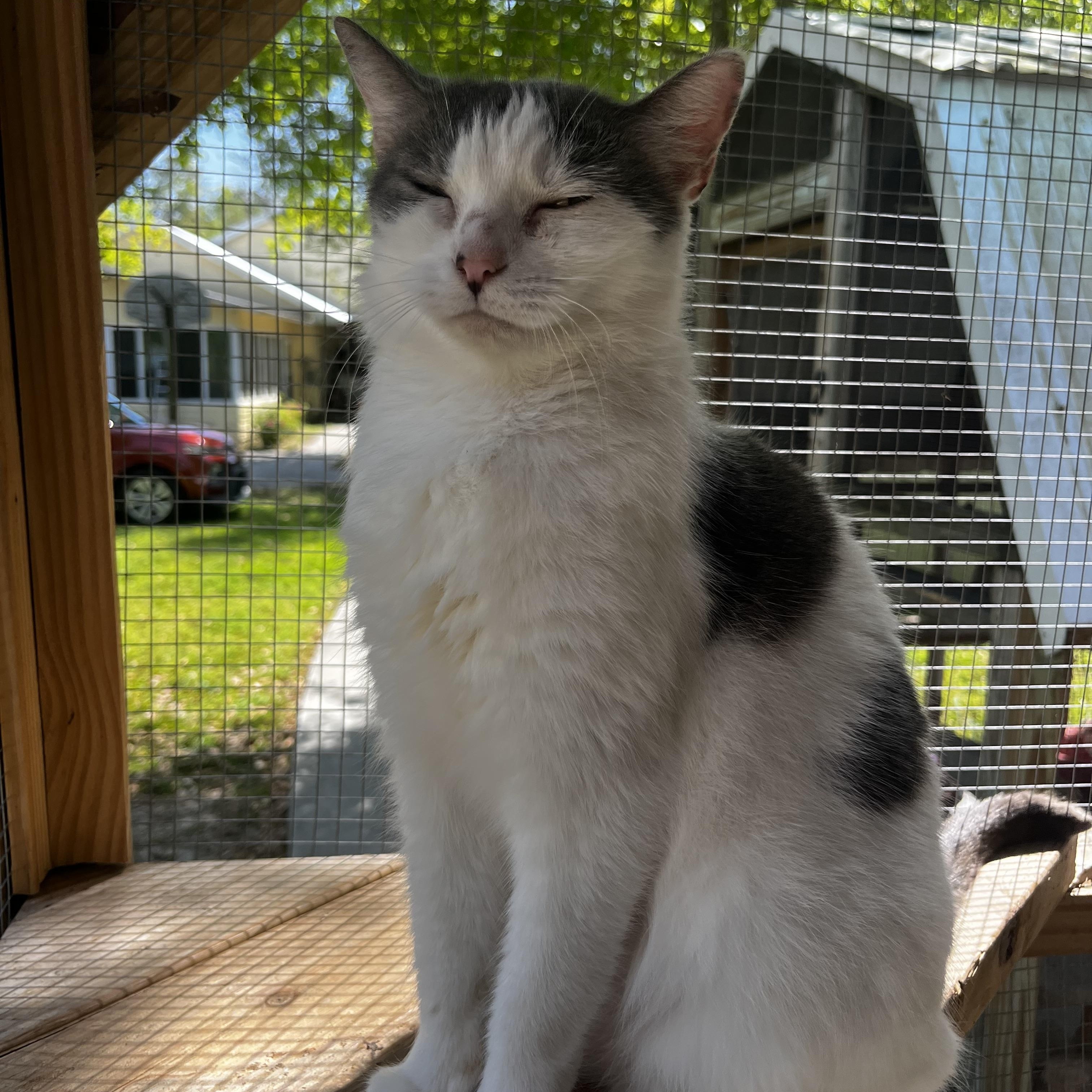 Sweet Pea, Adult Female American Shorthair