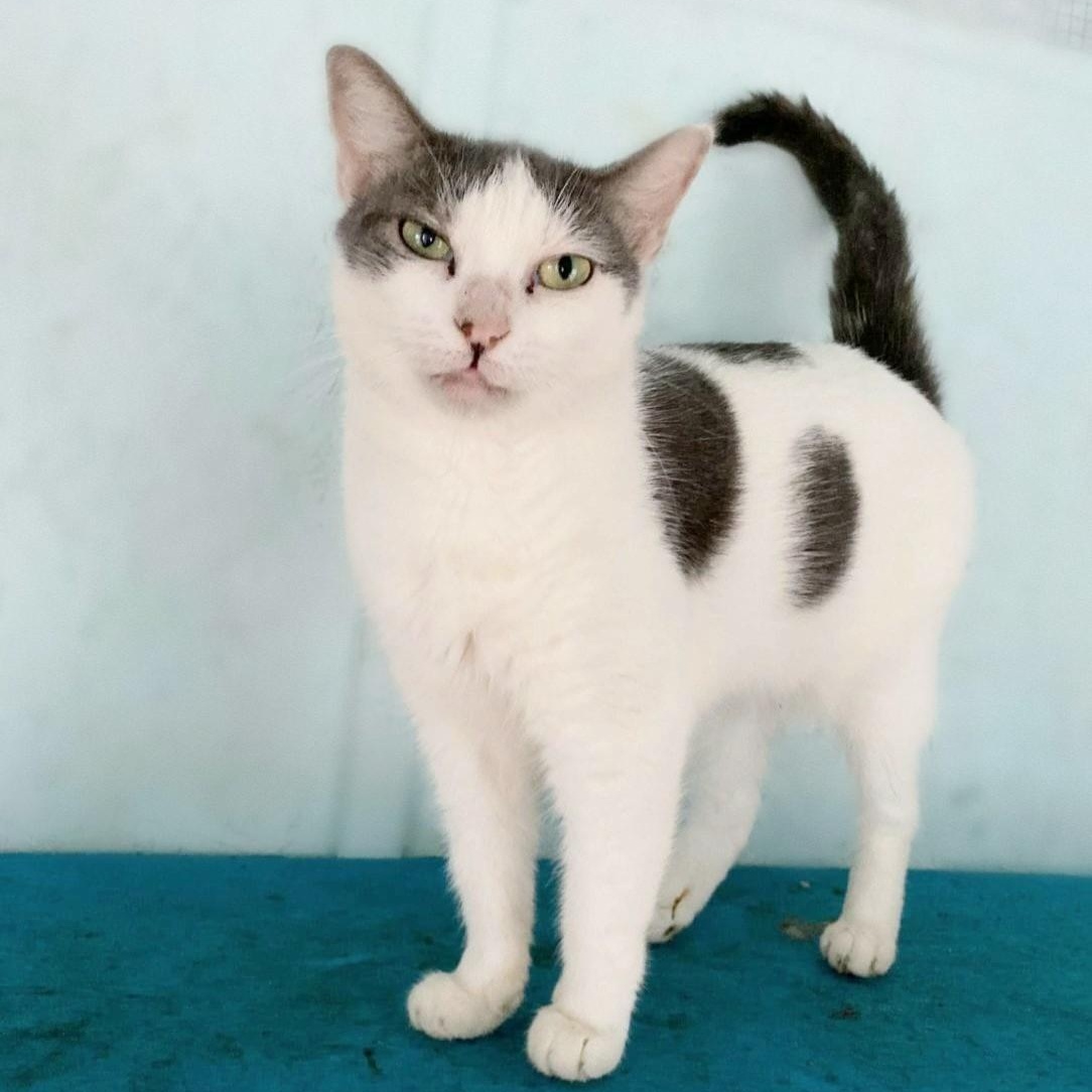 Enlarge Sweet Pea, a Adoptable American Shorthair in Lakeland, FL image 2/4