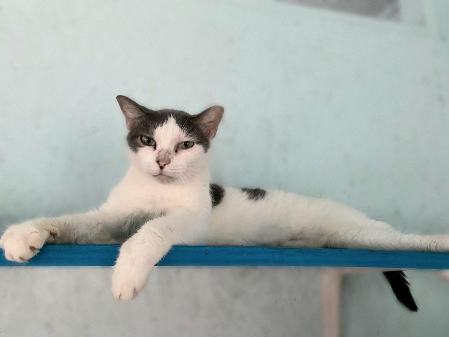 Enlarge Sweet Pea, a Adoptable American Shorthair in Lakeland, FL image 3/4