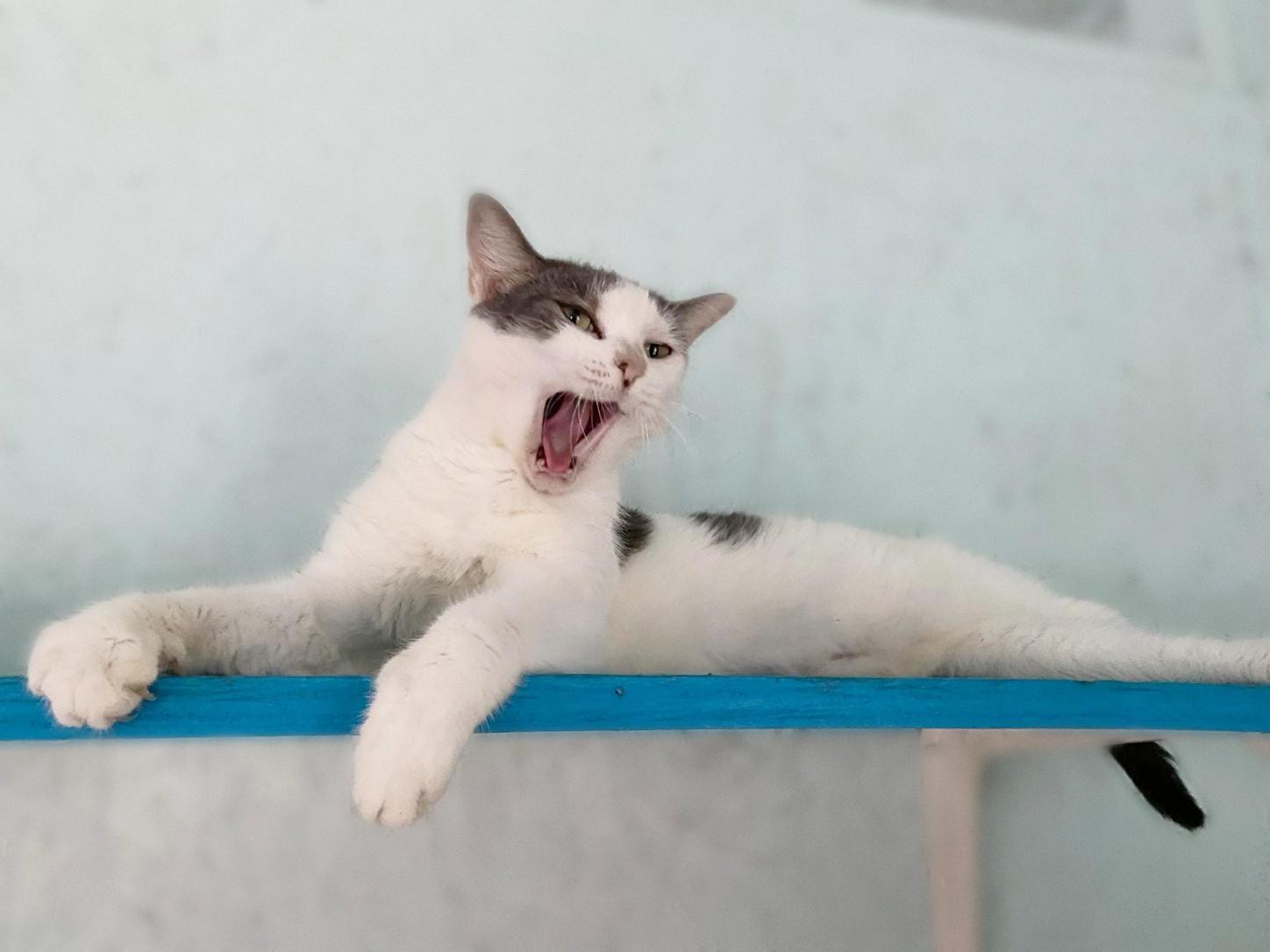Enlarge Sweet Pea, a Adoptable American Shorthair in Lakeland, FL image 4/4