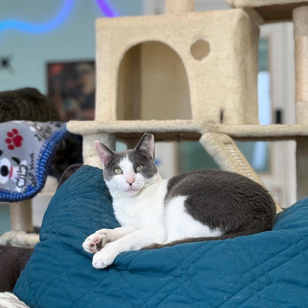 Zen, Adoptable, Adult Male Domestic Short Hair.