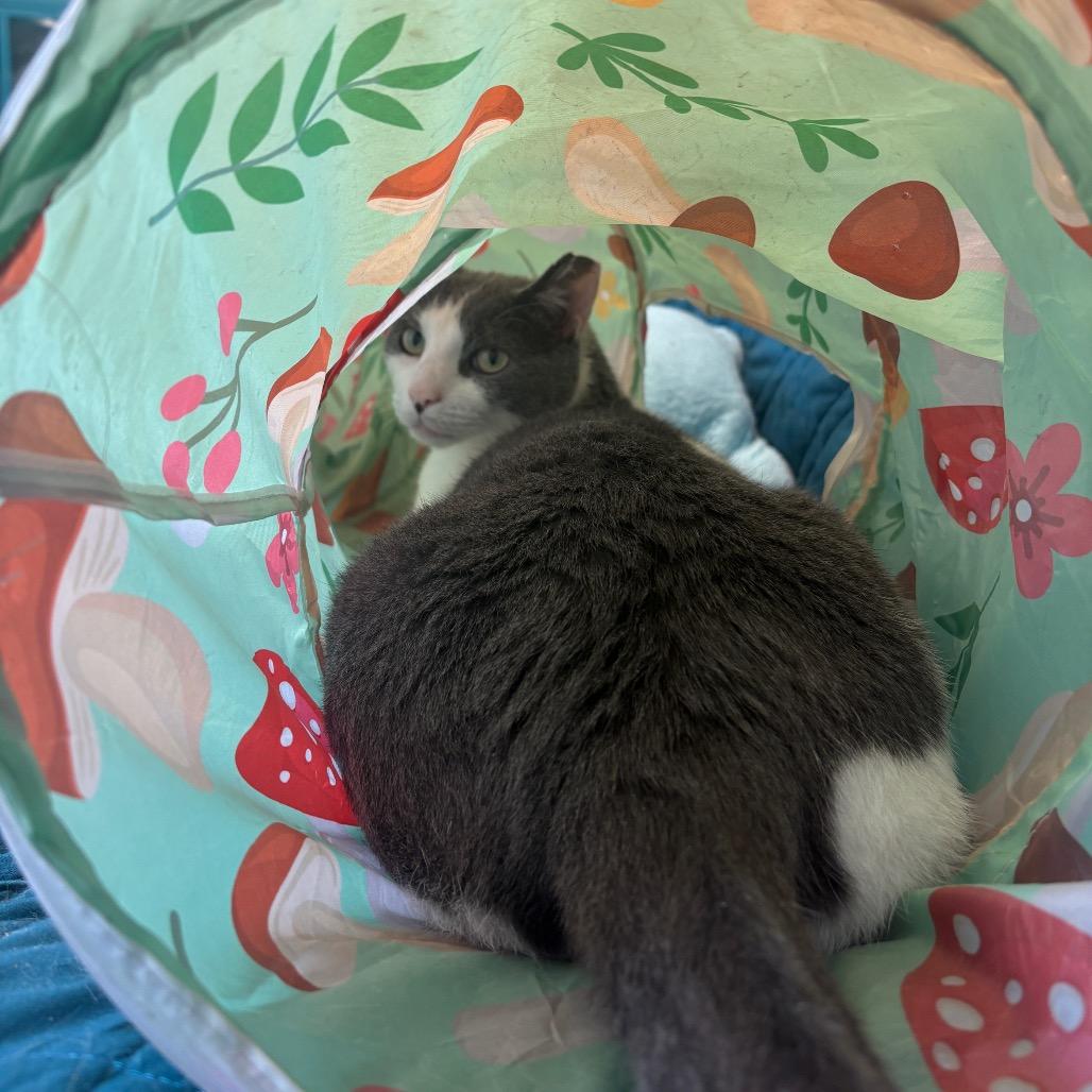 Enlarge Zen, a Adoptable Domestic Short Hair in PITTSBURGH, PA image 2/4