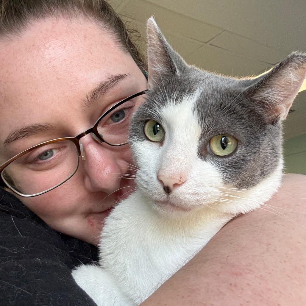 Enlarge Zen, a Adoptable Domestic Short Hair in PITTSBURGH, PA image 4/4