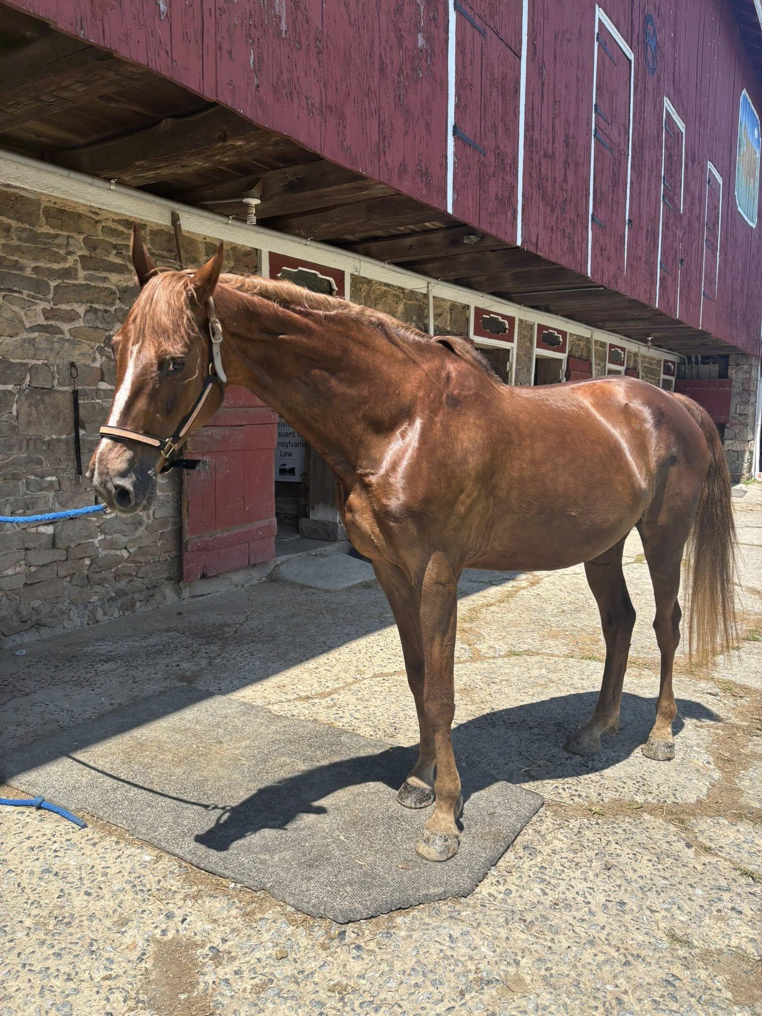 Enlarge Cinnamon`, a Adoptable Gaited in Perkasie, PA image 1/3