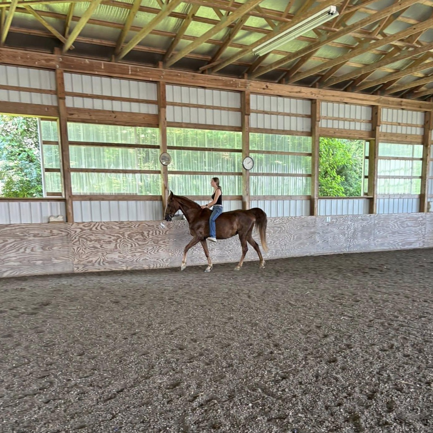 Enlarge Cinnamon`, a Adoptable Gaited in Perkasie, PA image 2/3