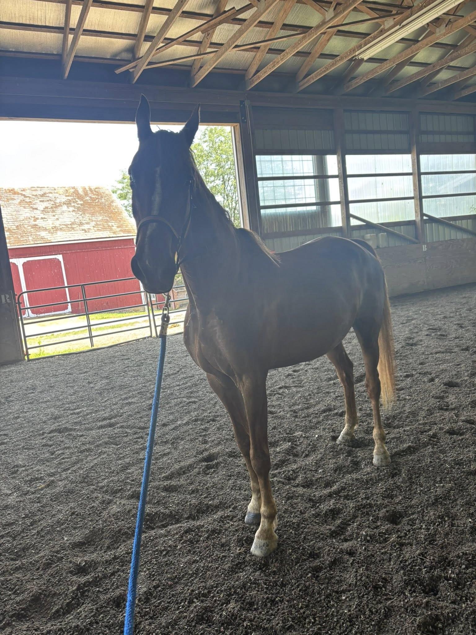 Enlarge Cinnamon`, a Adoptable Gaited in Perkasie, PA image 3/3