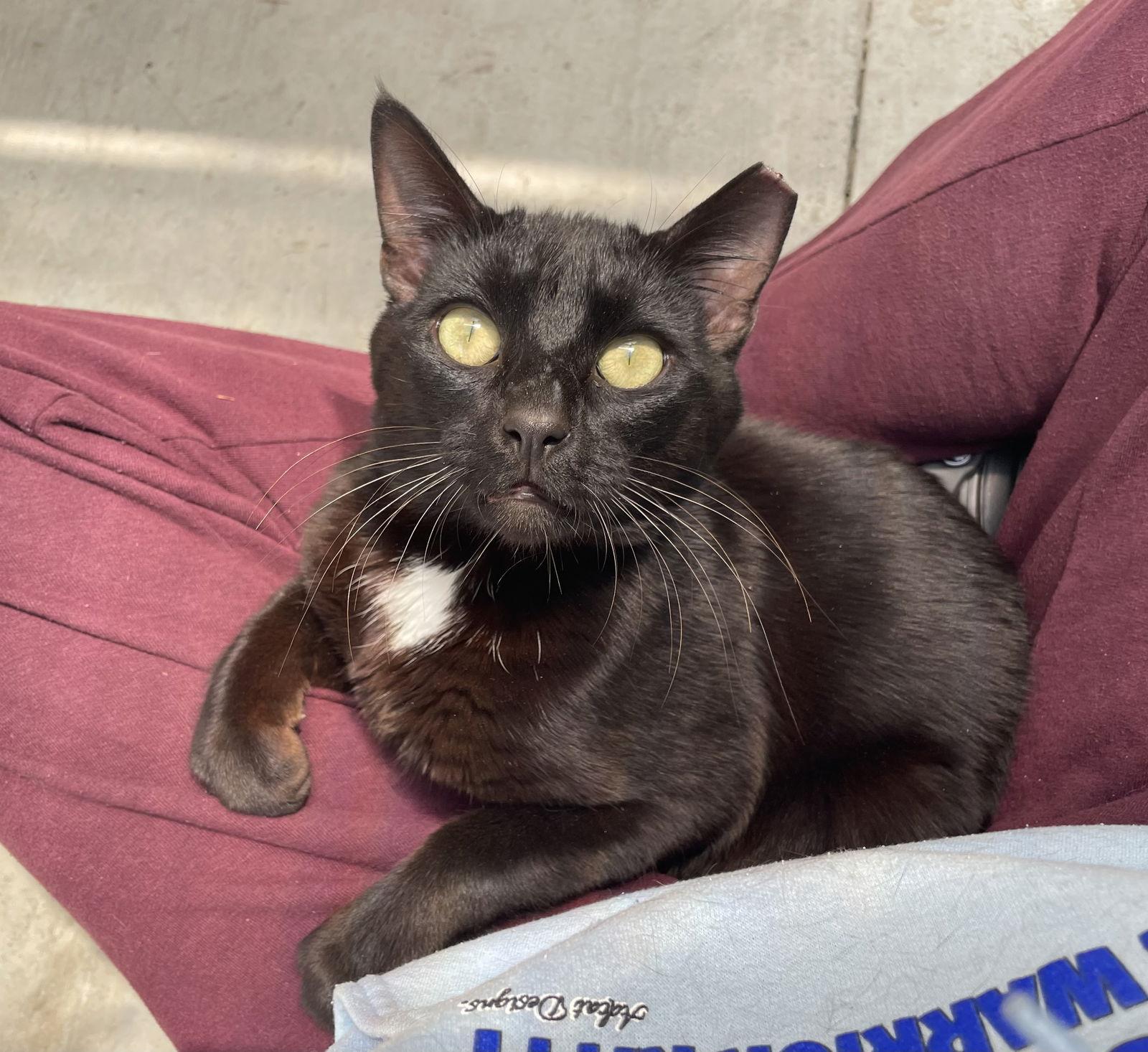 Enlarge Vader, a Adopted Domestic Short Hair in Los Alamitos, CA image 1/3