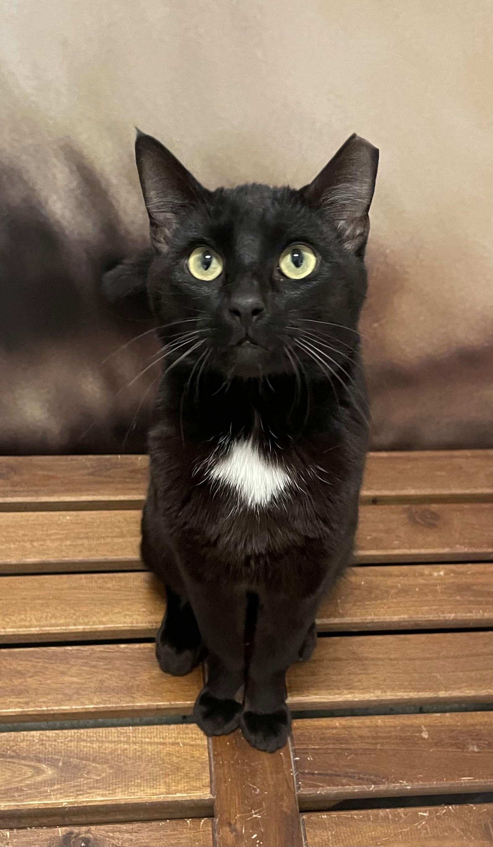 Enlarge Vader, a Adopted Domestic Short Hair in Los Alamitos, CA image 2/3