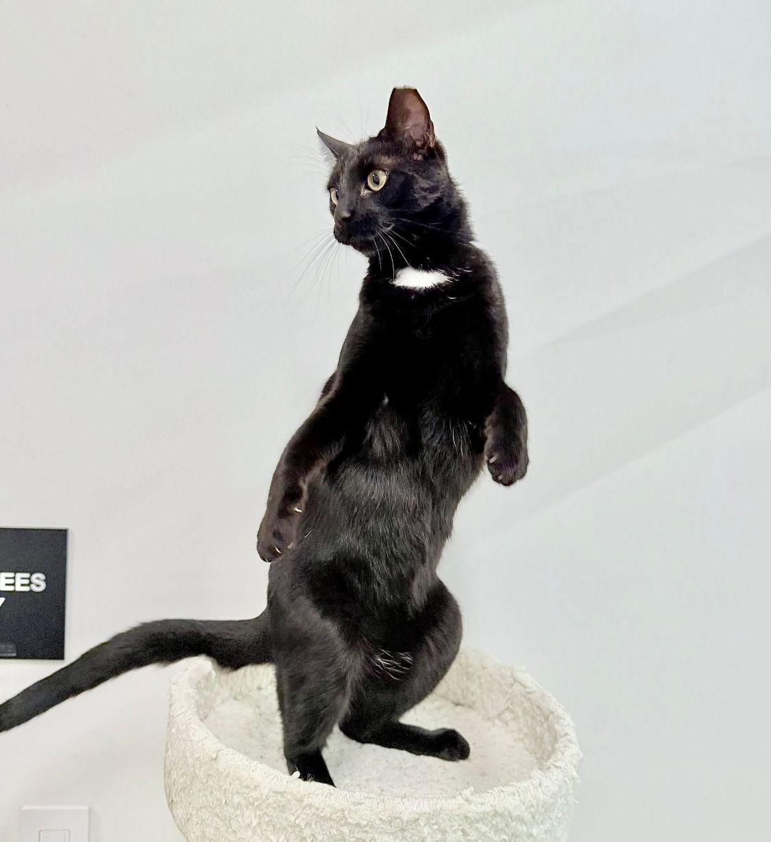 Enlarge Vader, a Adopted Domestic Short Hair in Los Alamitos, CA image 3/3