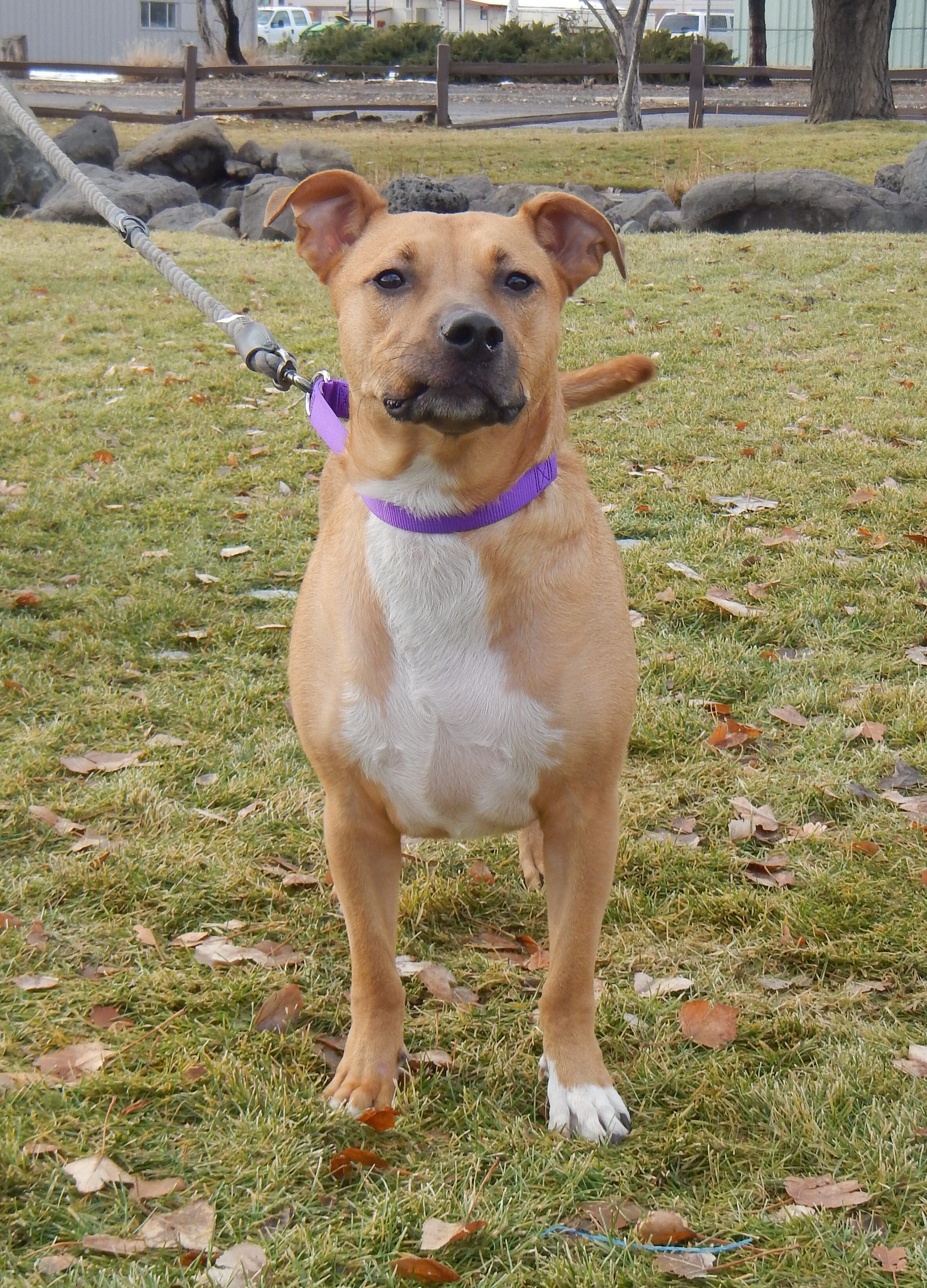 Cassie, Adoptable, Adult Female Cattle Dog.