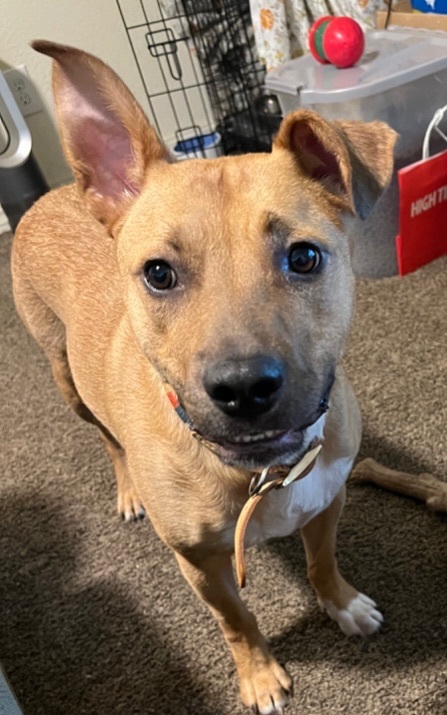 Cassie, a Adoptable mixed breed in Susanville, CA image 2/10