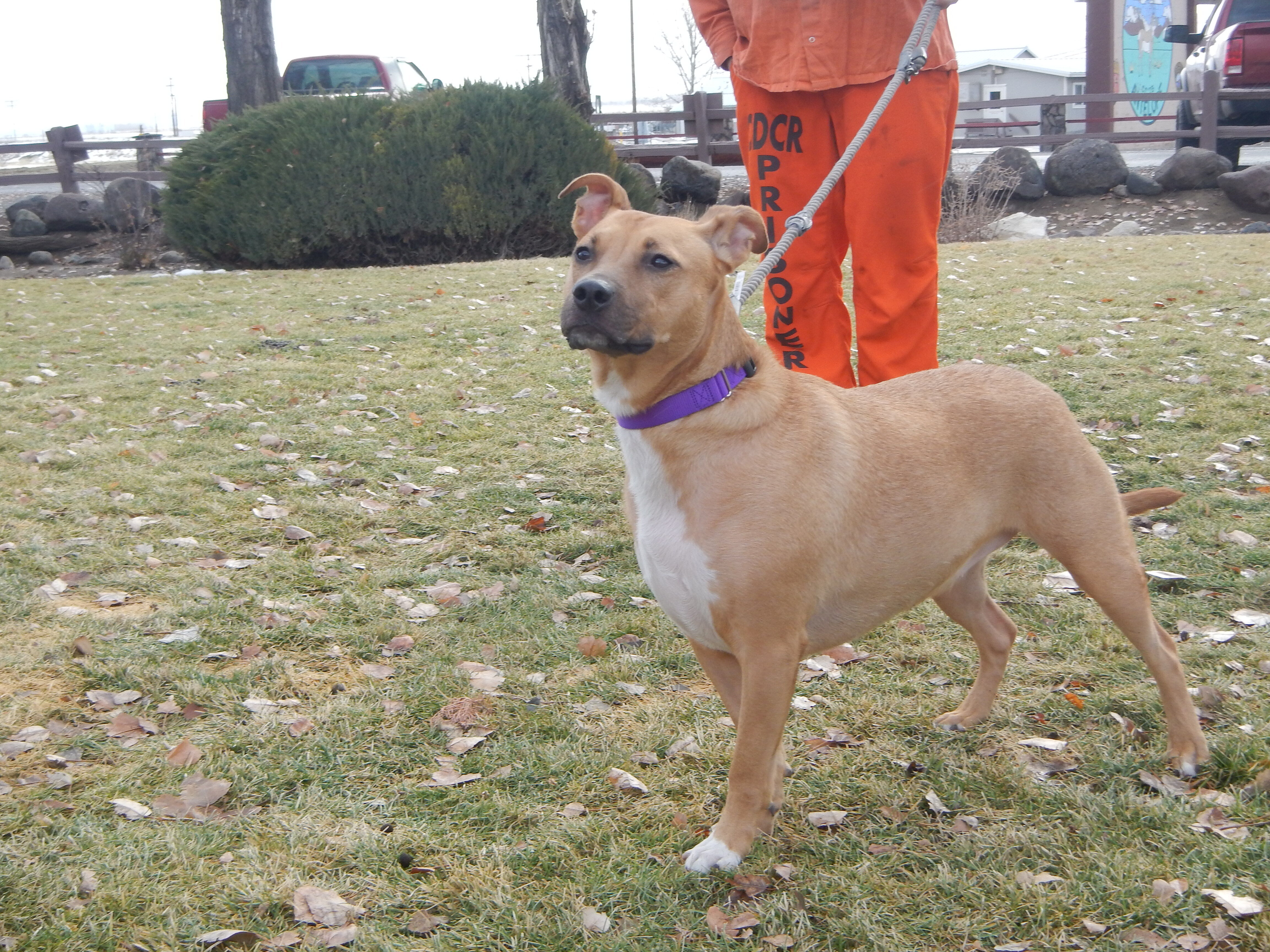 Cassie, a Adoptable mixed breed in Susanville, CA image 3/10