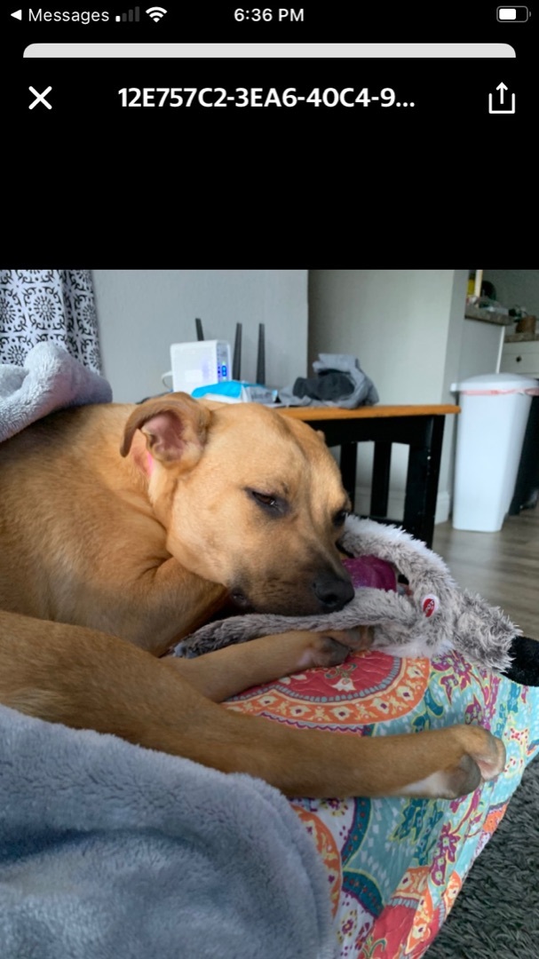 Cassie, a Adoptable mixed breed in Susanville, CA image 4/10