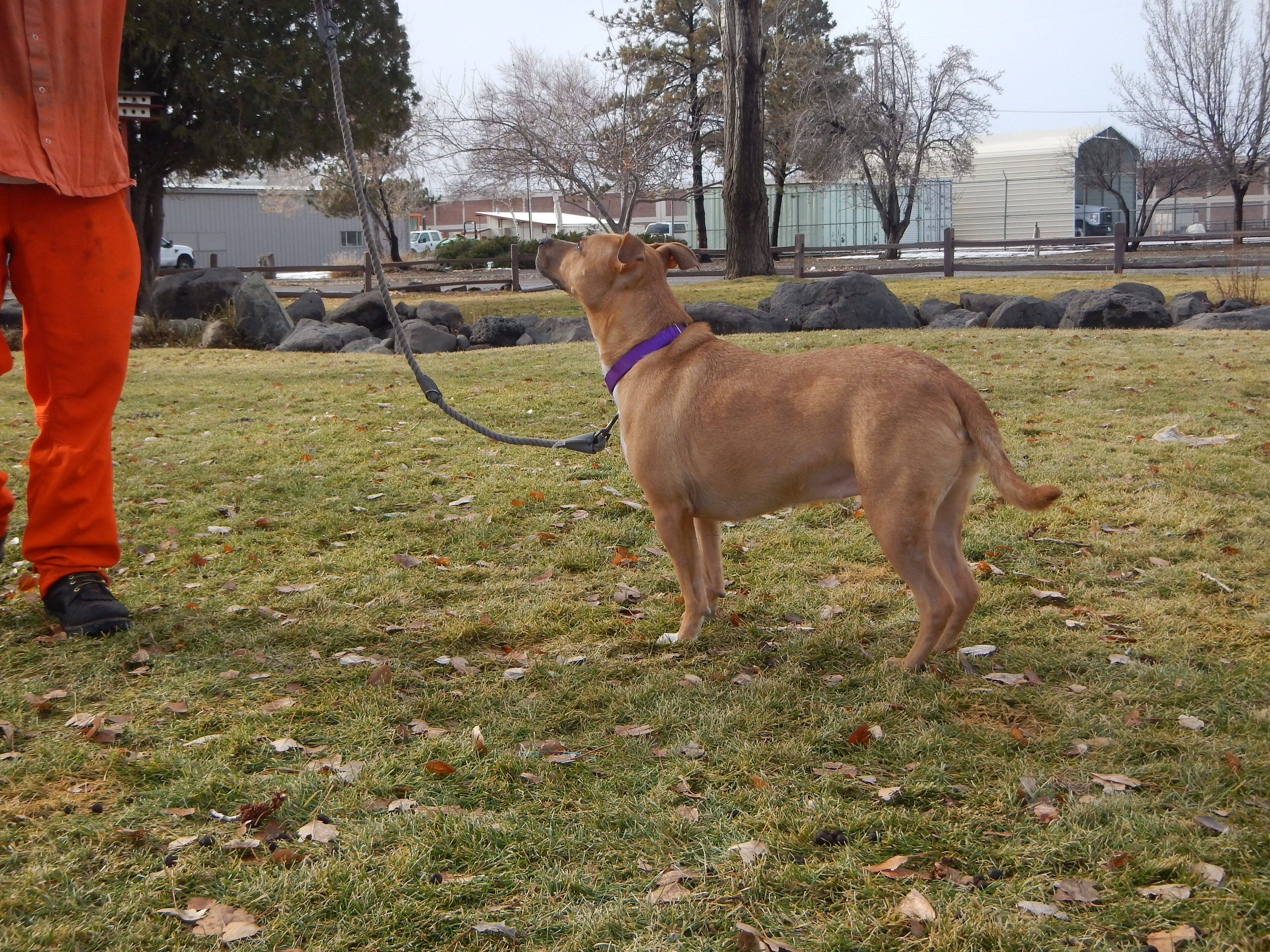 Cassie, a Adoptable mixed breed in Susanville, CA image 5/10