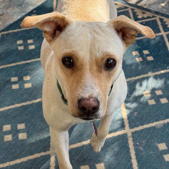 Emmy, Adoptable, Adult Female Spaniel & Terrier.