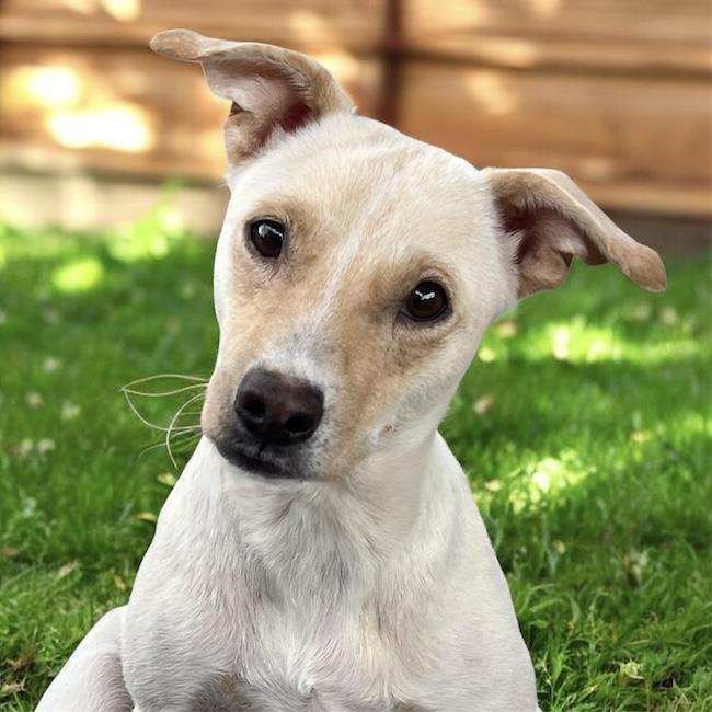Emmy, Adoptable, Young Female Spaniel & Terrier.