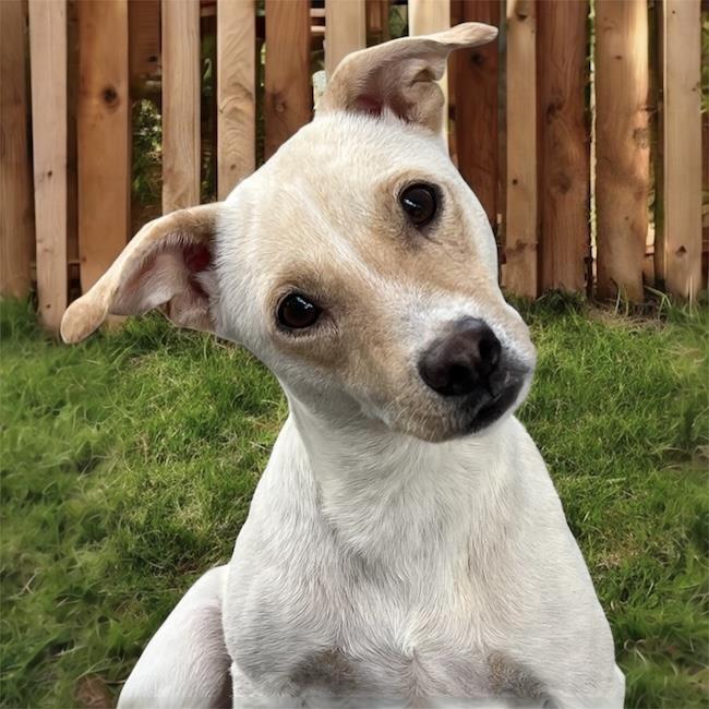 Enlarge Emmy, a Adoptable mixed breed in San Diego, CA image 2/3