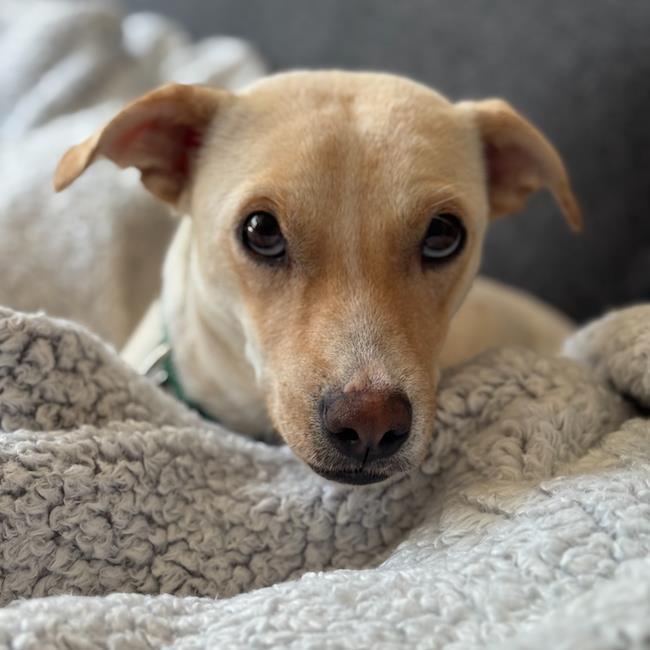 Enlarge Emmy, a Adoptable mixed breed in San Diego, CA image 3/3