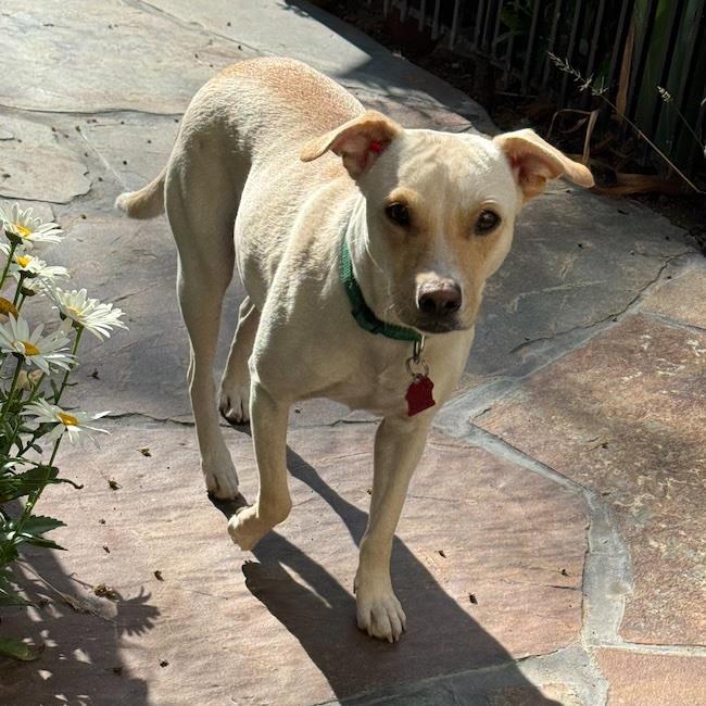 Emmy, a Adoptable mixed breed in San Diego, CA image 3/3