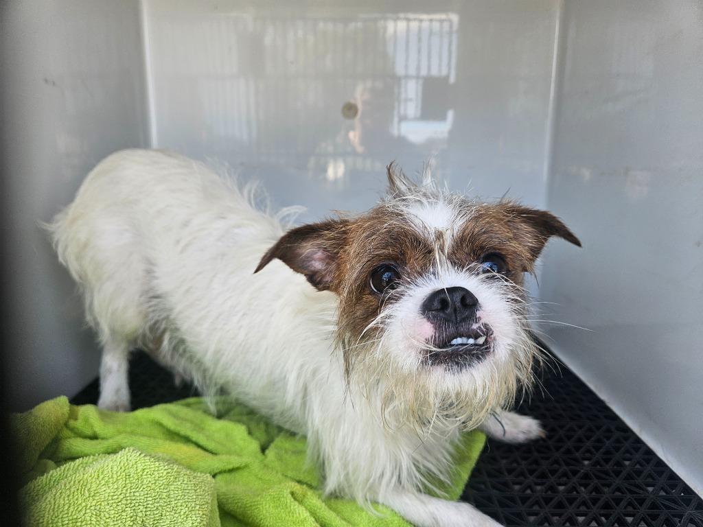 Lucky, Adoptable, Young Male Terrier & Shih Tzu.