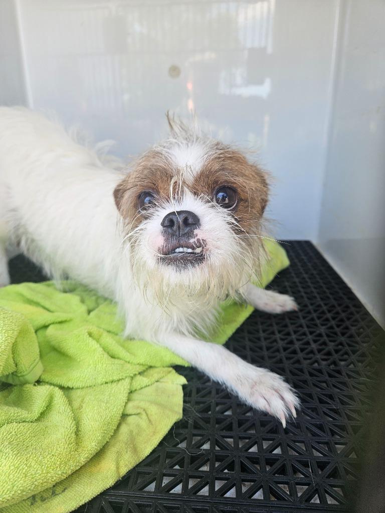 Enlarge Lucky, a Adoptable mixed breed in Vineland, NJ image 2/2