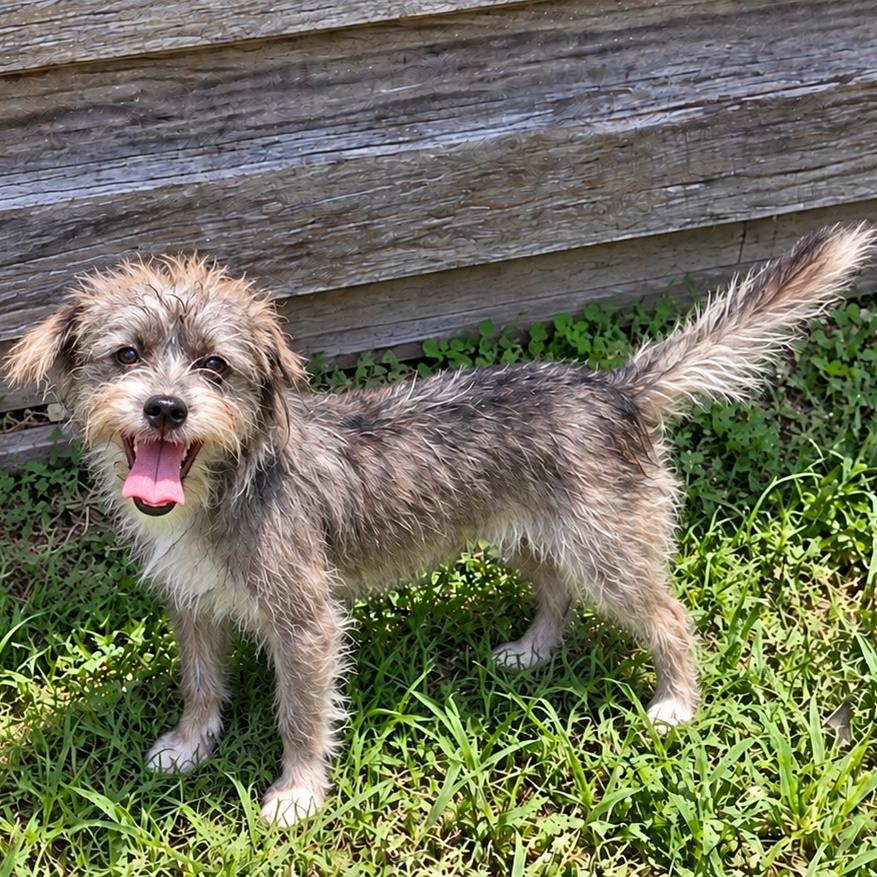 Enlarge Chive, a Adoptable mixed breed in Houston, TX image 1/6